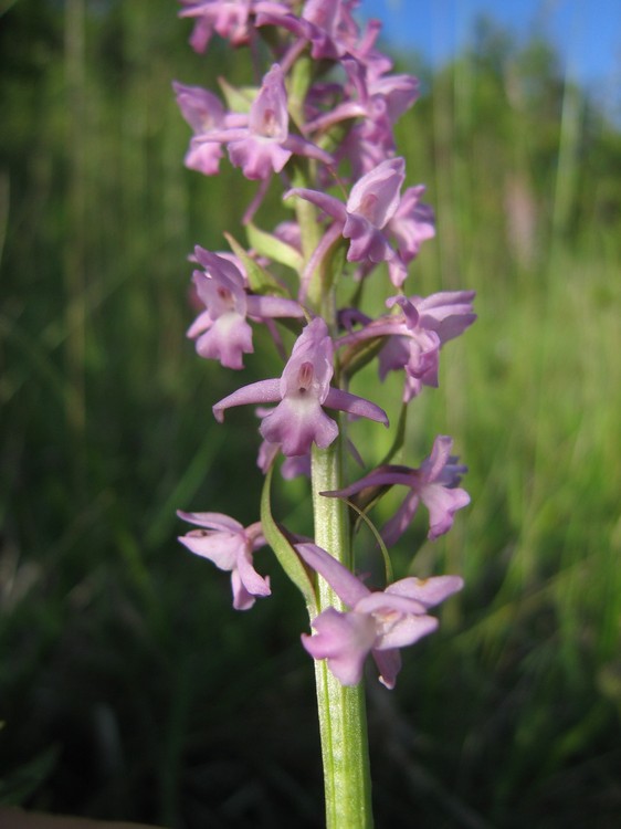 Gymnadenia conopsea